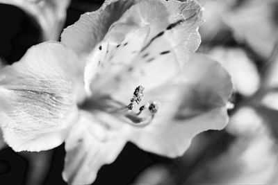 Close-up of white flowers