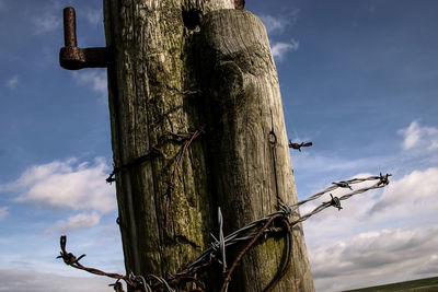 Bird on tree trunk against clear sky