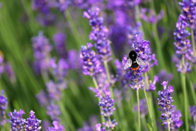 Close-up of bee pollinating on lavender