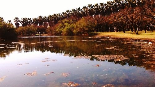 Reflection of trees in water