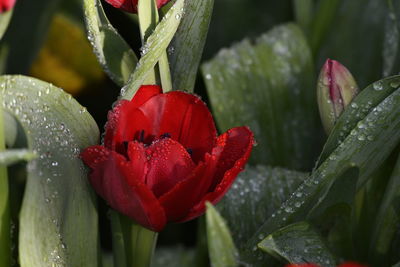 Close-up of wet red flower in rainy season