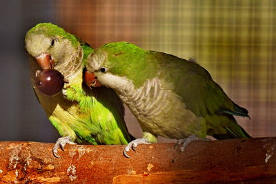 Close-up of parrot perching on wood