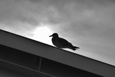 Low angle view of bird perching on roof