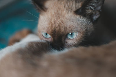 Close-up portrait of cat