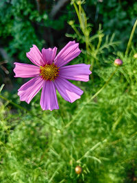 Close-up of pink cosmos flower