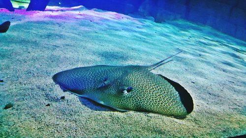 Fish swimming in sea