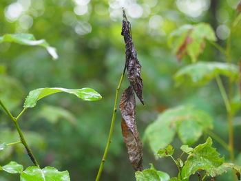 Close-up of insect on plant