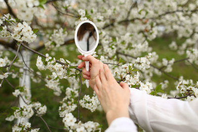 Cropped hand holding white flowers