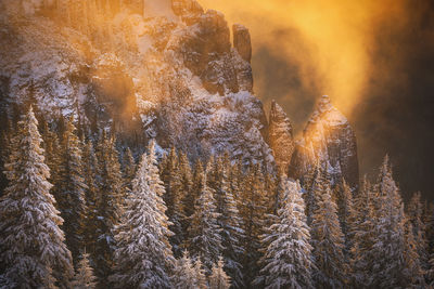 Firework display in forest during winter