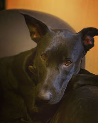 Close-up portrait of black dog at home