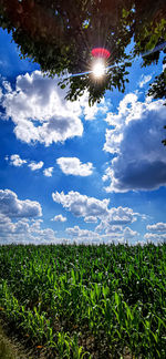 Scenic view of field against bright sun