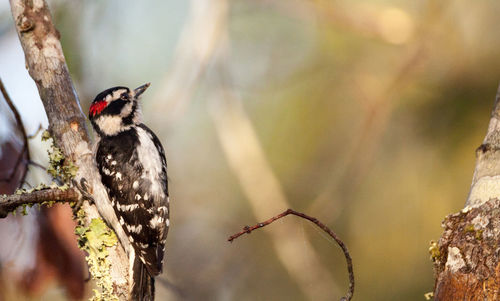 Downy woodpecker picoides pubescens perches on a tree at the corkscrew swamp sanctuary of naples