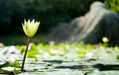 Water lily blooming in pond