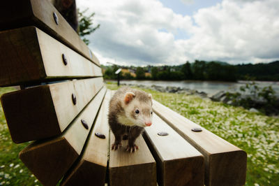 Close-up of ferret on wooden bench at field against cloudy sky