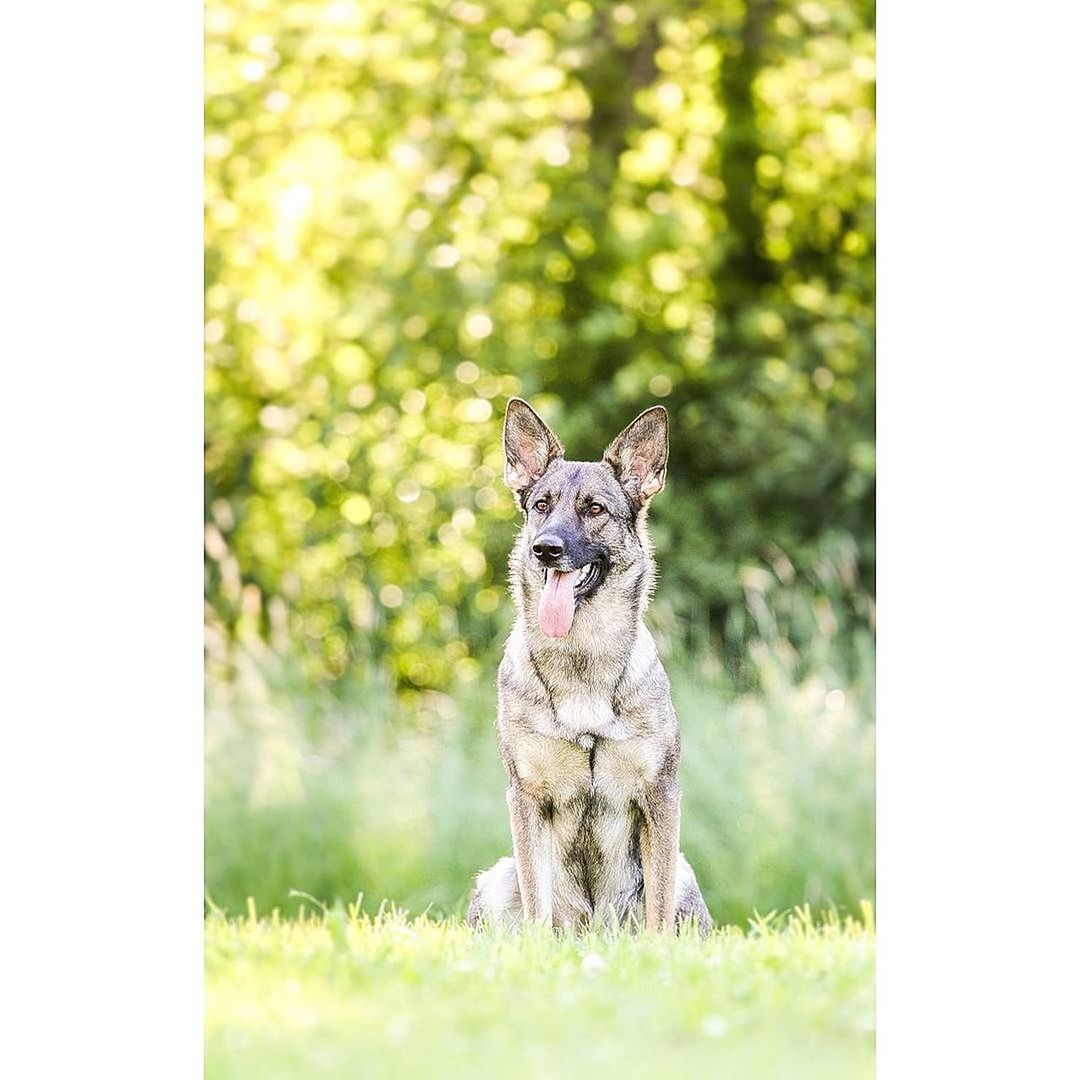 dog, pets, animal, one animal, domestic animals, animal themes, no people, outdoors, day, happiness, portrait, grass