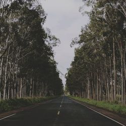 Empty road along trees