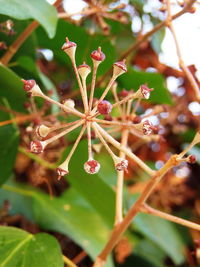 Close-up of plants against blurred background