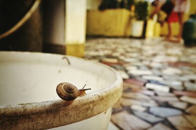 Close-up of snail on bucket at cobblestone street