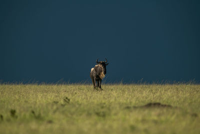 Blue wildebeest stands on horizon eyeing camera
