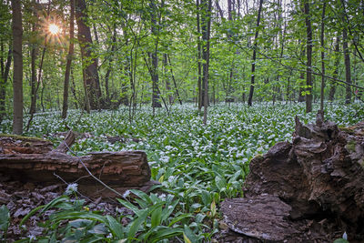 Plants and trees in forest