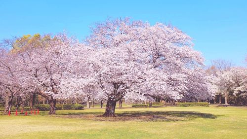 View of cherry blossom trees in park