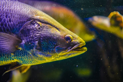 Close-up of fish in water