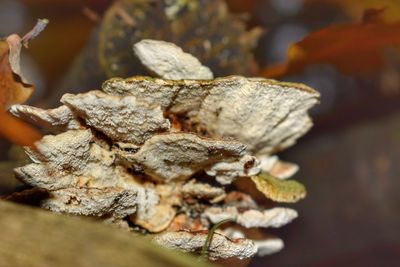 Close-up of fungus growing outdoors