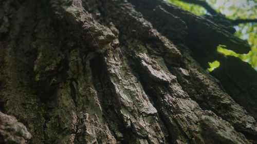 Close-up of tree trunk