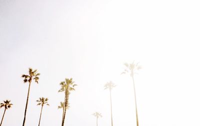 Low angle view of palm trees against clear sky