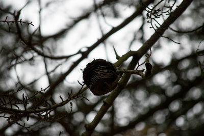 Close up of bird