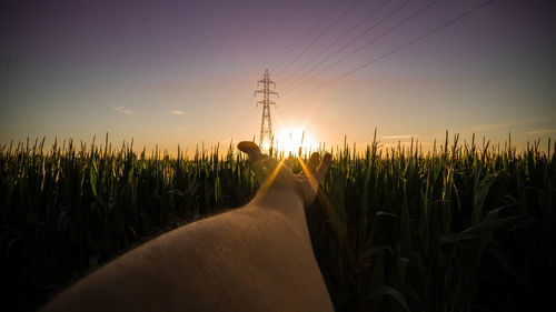 Scenic view of wheat field against clear sky at sunset