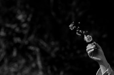 Close-up of hand holding flowers against blurred background