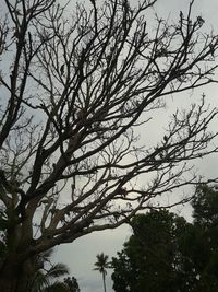 Low angle view of bare trees against sky