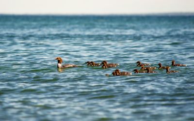 Ducks swimming in sea