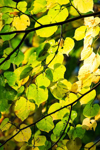 Close-up of fresh green leaves