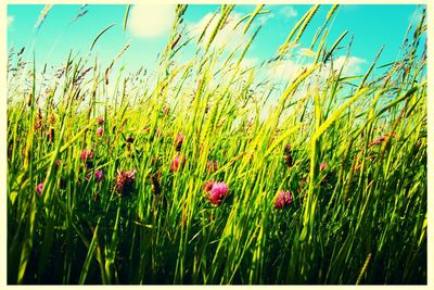 Close-up of flowers growing in field