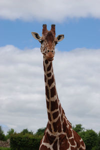 Close-up of giraffe on tree against sky