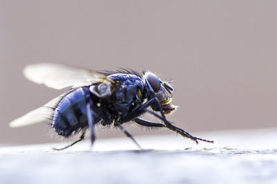 Macro shot of blue fly on surface