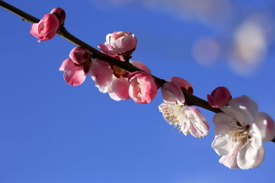 Low angle view of cherry blossoms against sky