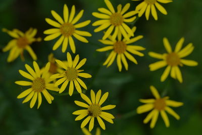 Close-up of yellow flowers blooming outdoors