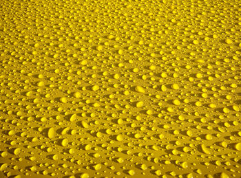 Full frame shot of yellow flower