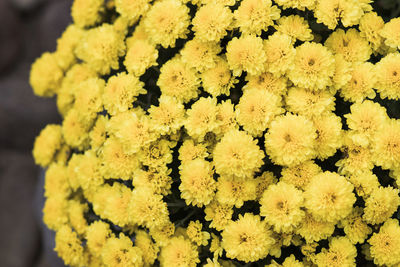 Close-up of yellow flowering plant