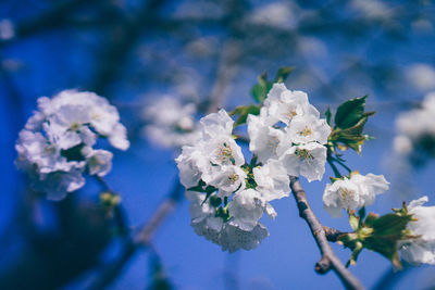 Close-up of flowers on branch