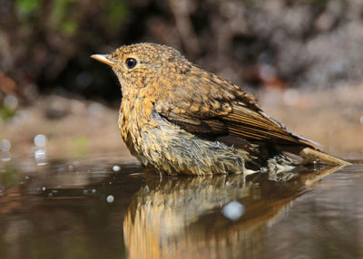 Close-up of wet bird