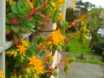 Yellow flowers blooming in garden