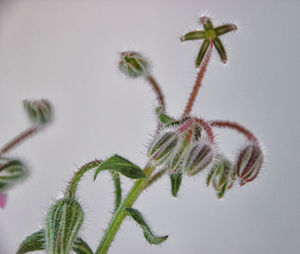 Close-up of thistle against sky