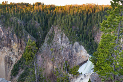 High angle view of pine trees in forest