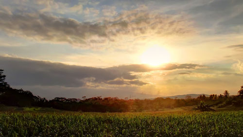 Scenic view of field against sky during sunset