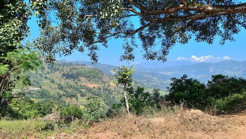 Scenic view of trees growing on field against sky