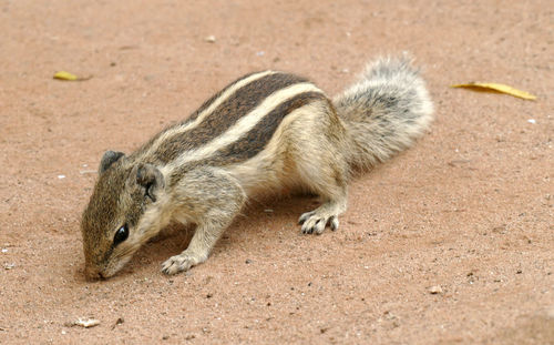 A squirrel looks for something to eat 
